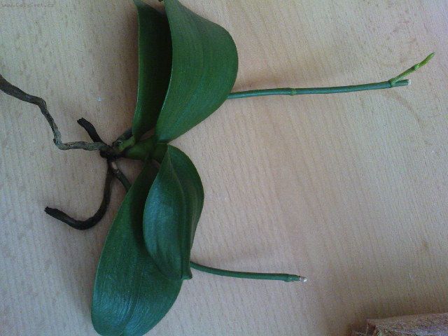 Foto: miniphal-Nemocn� miniphal jsem dala do hoblin zakryt� igelitem, �asto v�tr�m a hobli