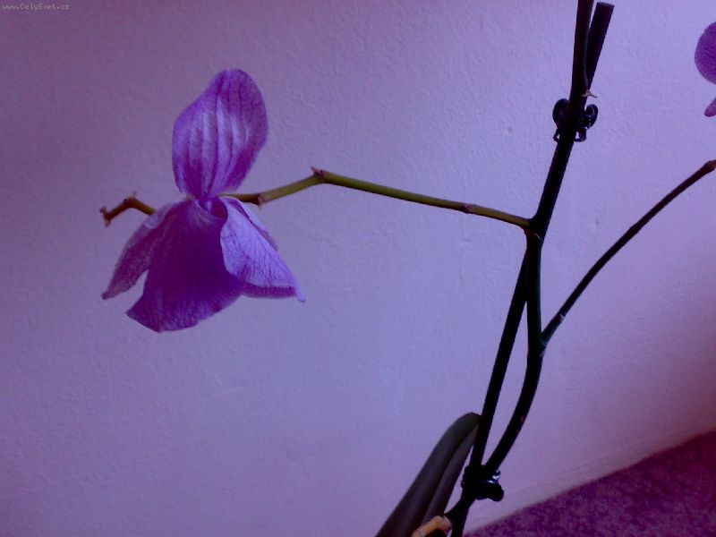 Foto: -Dobr� den, pros�m v�s o radu, orchidei mi za�ala z ni�eho nic sama od sebe 