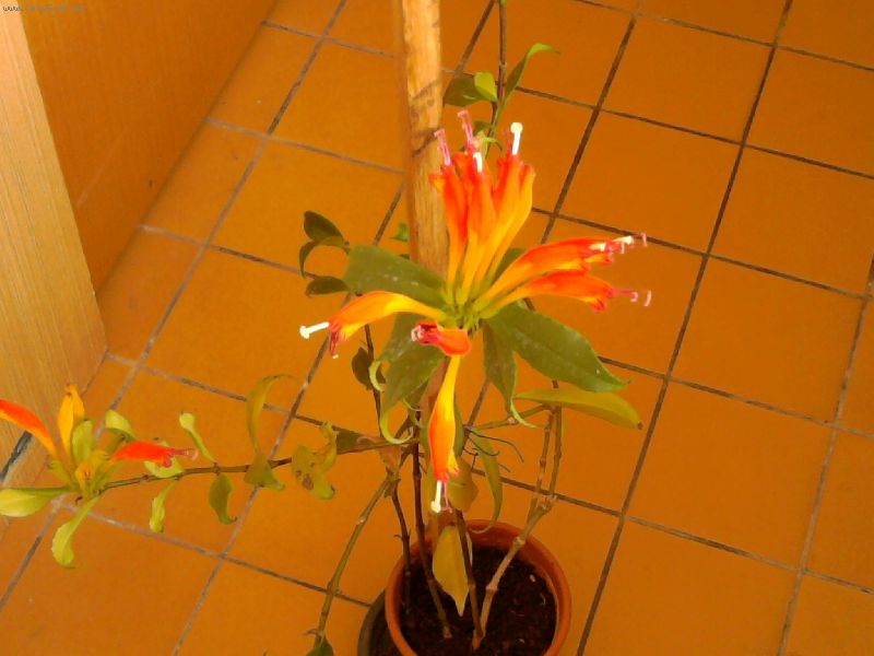 Foto: -Pros�m o ur�en� kytky nev�m co to je a jej� nemoci d�kuji