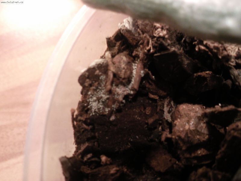 Foto: -a tohle jsem na�la v ko�enech vypad� to jako mal� kuli�ky