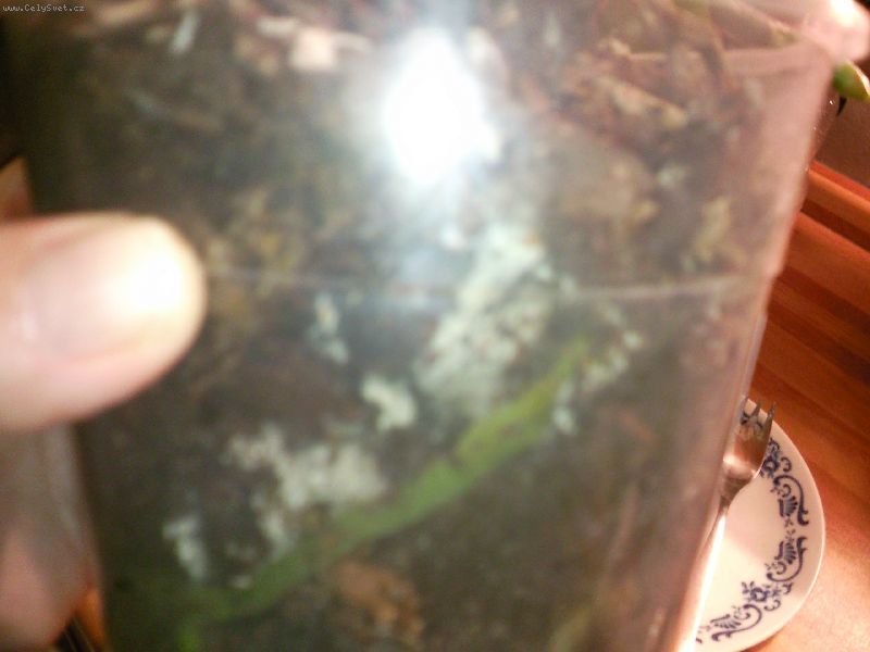 Foto: -ale tohle v t�ch ko�enech maji v�echny orchidejky co m�m n�kter� m�n� nev�m