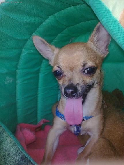 Foto: boj� sa-Pekn� ve�er.. M�m ve�k� probl�m s mojim �ivav�kom.. Mal� m� uz skoro rok aj