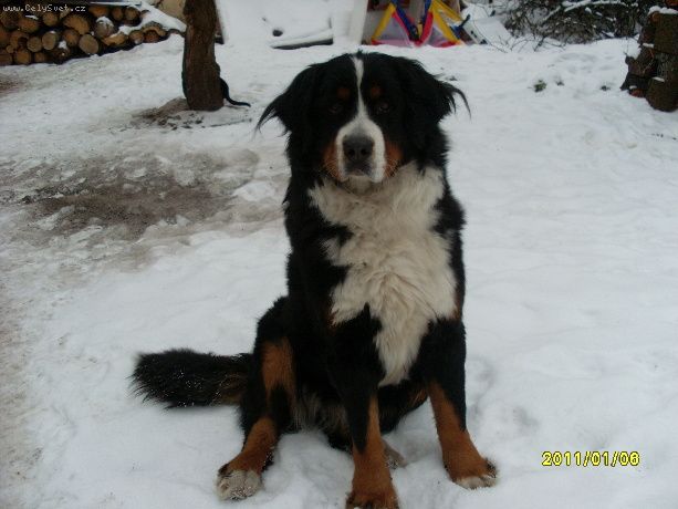 Foto: -Dobr�  den, stala se n�m nep��jemn� v�c.P�i�li jsme o d�m a mus�me se vyst�