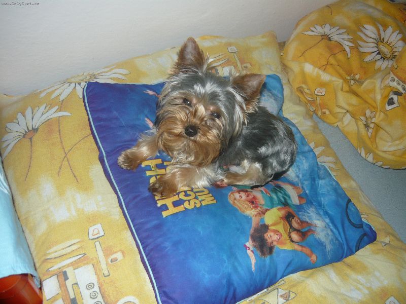 Foto: -Dobr� den,chci se zeptat na fene�ku .m�s. �t���tko, narodila se s vadn�m z