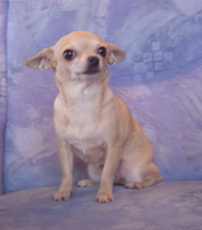 Foto: civava-Teto fence je p�t let u� m�la mlad� mi bylo �e�eno ale kolikr�t to nev�m ko