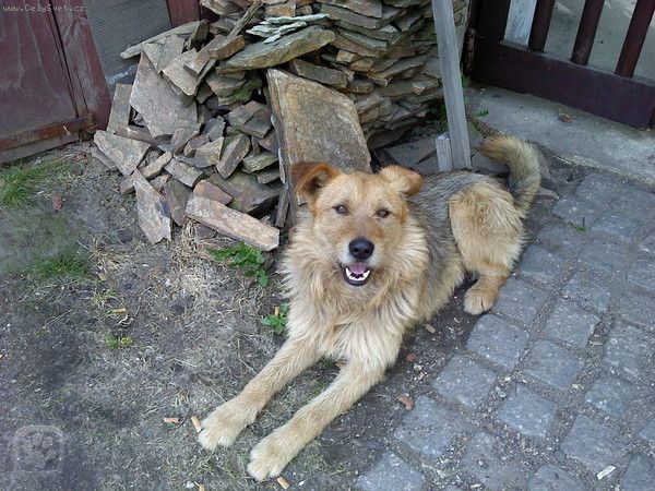 Foto: Agresivita a proch�zky -Dobr� den. M�m �ty�let�ho k��ence n�meck�ho ov��ka a pot�ebovala bych pora