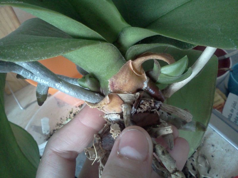 Foto: -Dobr� den, tuto orchidej m�m asi rok... Kvetla jen jednou jak jsem ji koupi