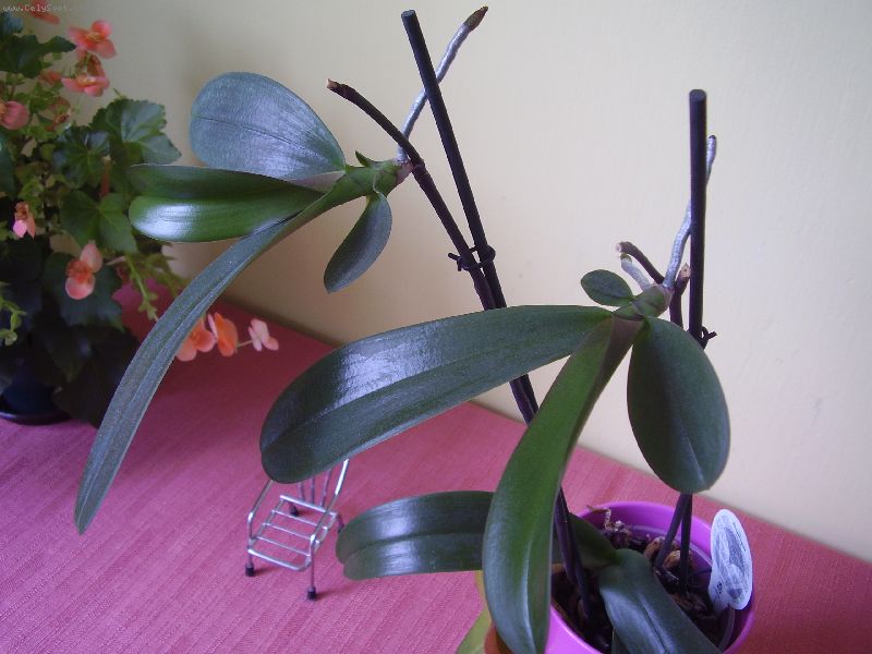 Foto: vzr�st orchide�-Po prv�m odkv�ten� rostlina vyrazila druh� poschod� s listy a vzdu�n�mi ko�