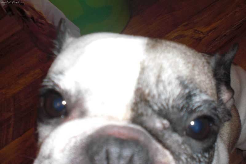 Foto: Tukov� n�dor- foto lev� o���ko