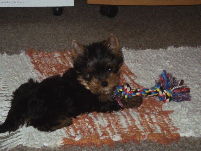 Foto: Podkus-jinak je tak n�dhern�,ou�ka mali�k� a ten jej� kuku�.A zep�edu ty zoubky vi