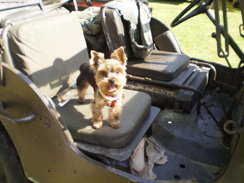 Foto: -Zdrav�m v�echny a pros�m o radu. M�m yorka, bude mu  m�s�c� a v posledn� d