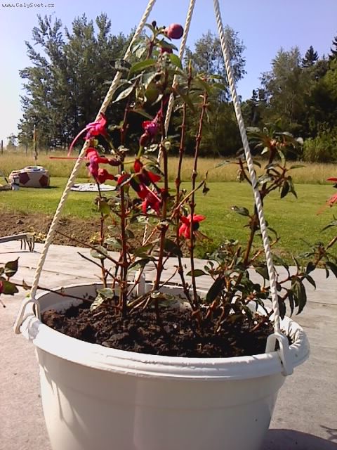 Foto: Fuchsie-Dobr� den,pros�m o radu,na za��tku jara jsem si v OBI zakoupila ks fuchsi�