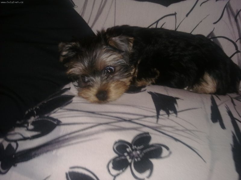 Foto: Super poradna-Ou�ka nem� spadl� �pln� u hlavy. M� je jako na nat��ce. Od hlavy oblou�ek..