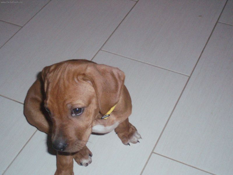 Foto: Granule-Dobr� den, cht�la bych se zeptat jak� jsou &'nejvhodn�js�&'