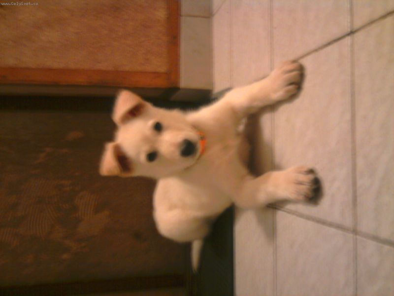 Foto: B�l� n�meck� ov��k-Dobr� den, m�m takov� dotaz. Ned�vno jsem si po��dila n�meck�ho ov��ka b�l�