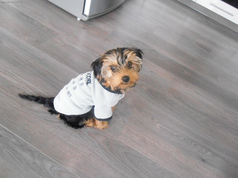 Foto: -Dobr� den,prosila bych poradit.Na� �t�n�( m�s�c�) p�estal �r�t granule Roy