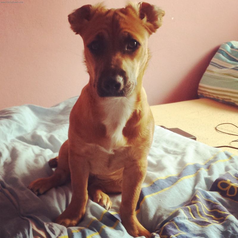 Foto: -Dobr� den
M�la bych dotaz ohledn� sv� t�m�� �esti m�s��n� fene�ky Pitbulla