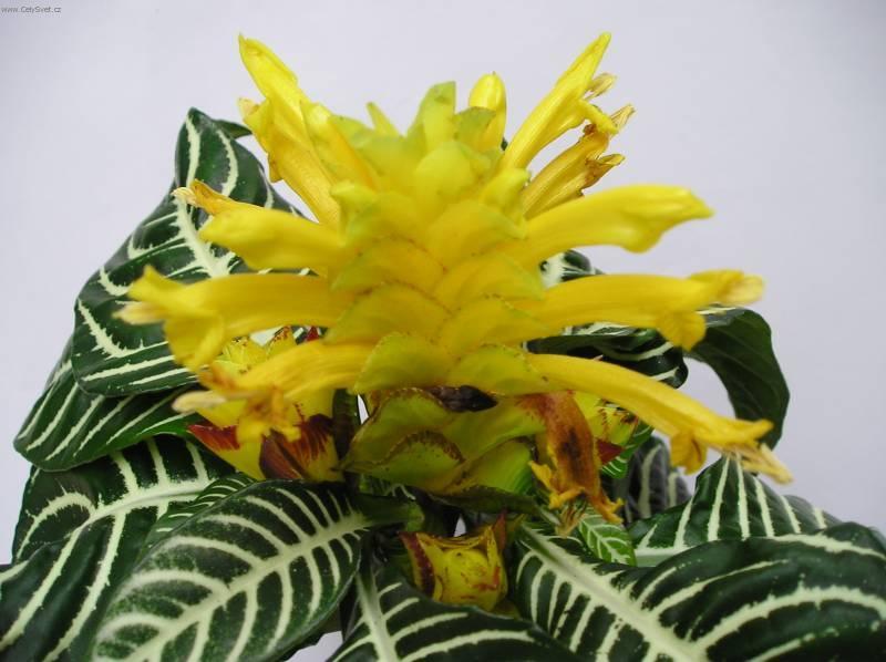 Foto: Afelandra-Z vlastn� sb�rky