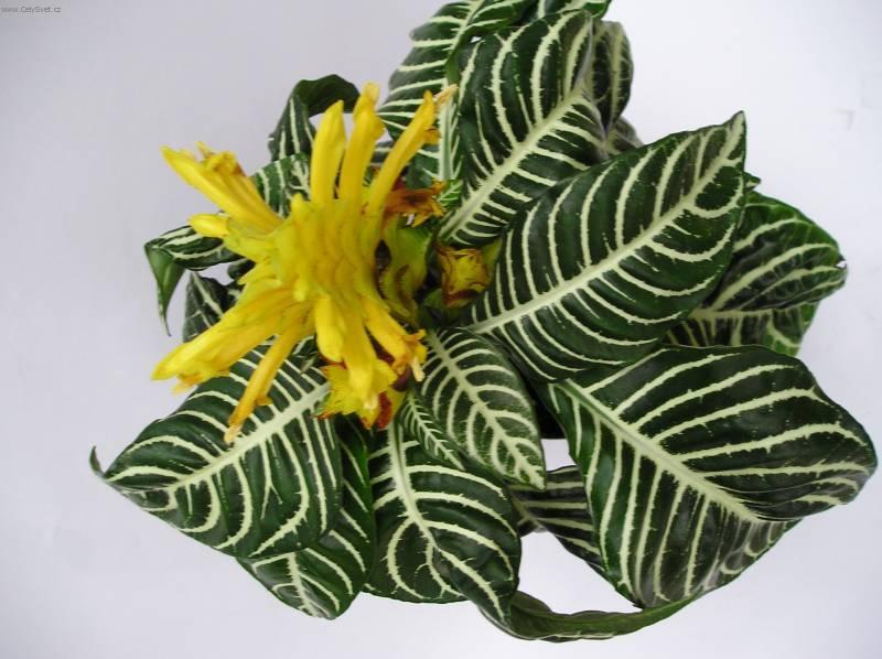 Foto: Afelandra-Z vlastn� sb�rky