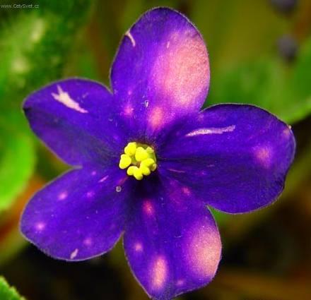 Fotky: Africk� fialka (foto, obrazky)