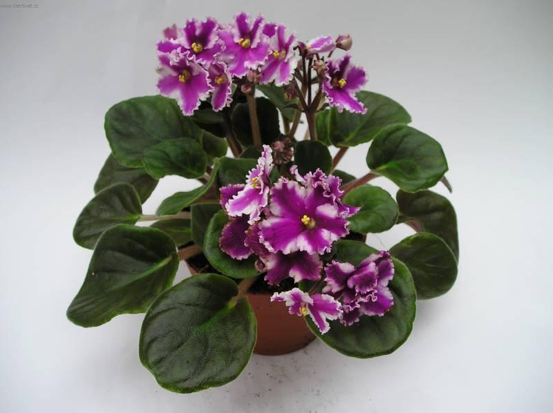Foto: Africk� fialka-Z vlastn� sb�rky