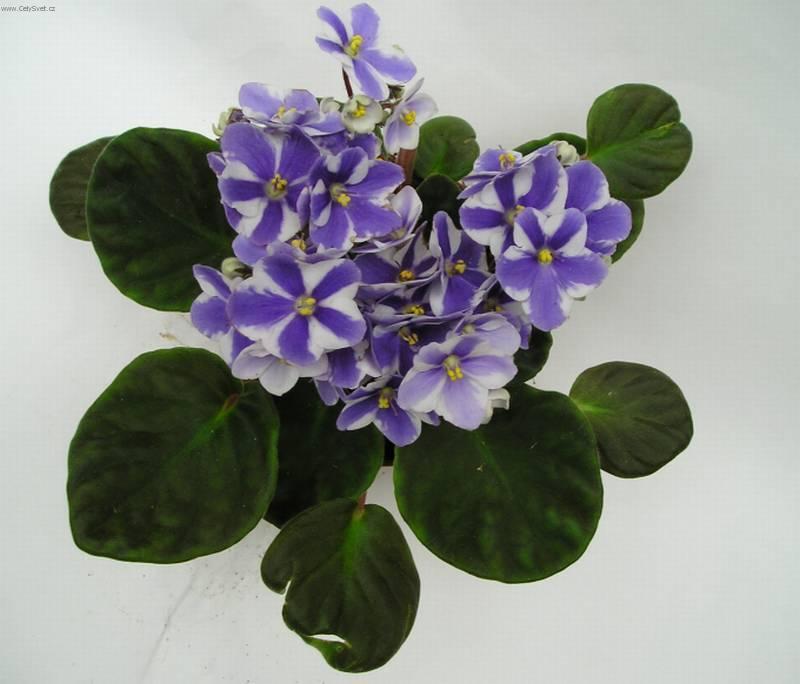 Foto: Africk� fialka-Z vlastn� sb�rky