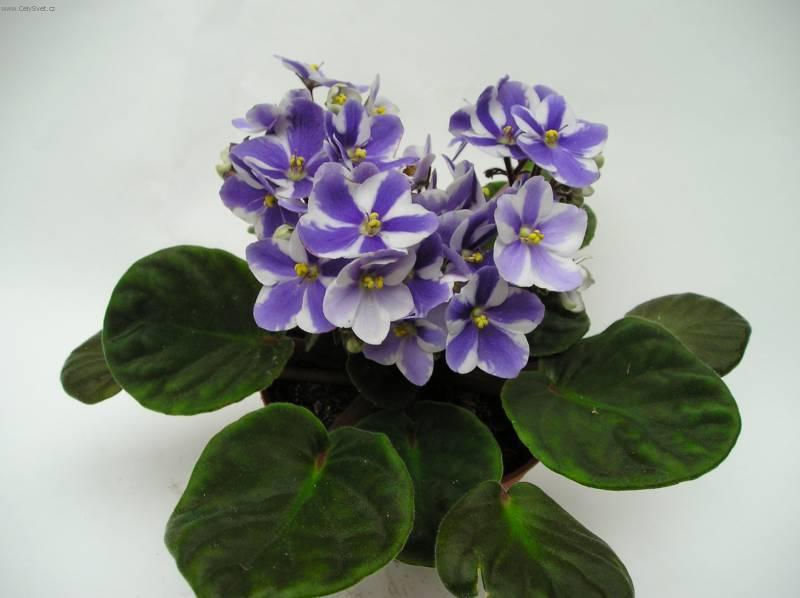 Foto: Africk� fialka-Z vlastn� sb�rky