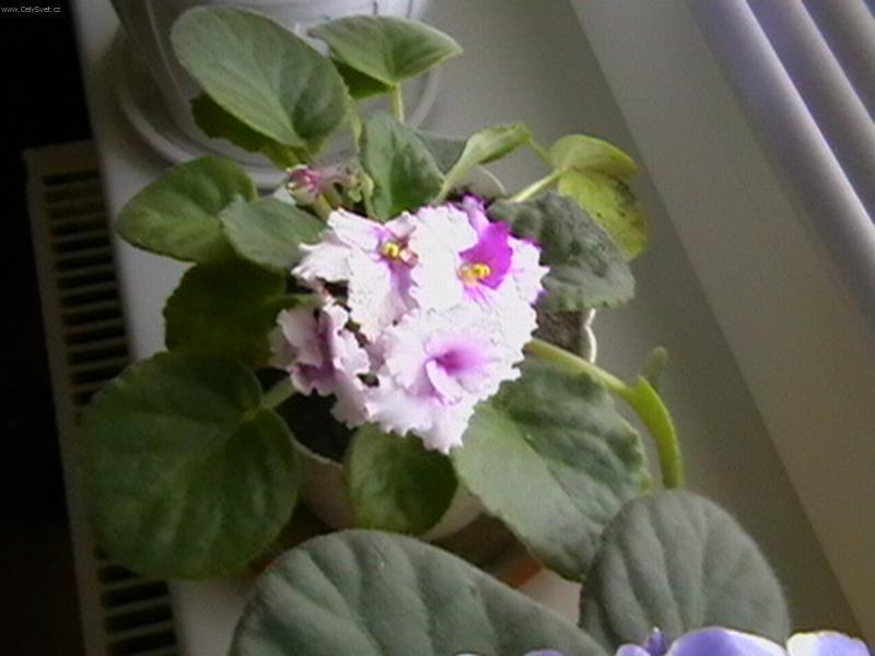 Foto: Africk� fialka-Pestitel: Lubo�