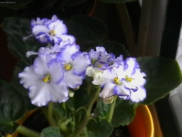Foto: Africk� fialka-Pestitel: Slavo
