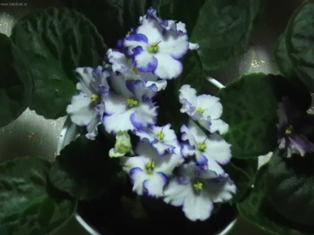 Foto: Africk� fialka-Pestitel: Slavo