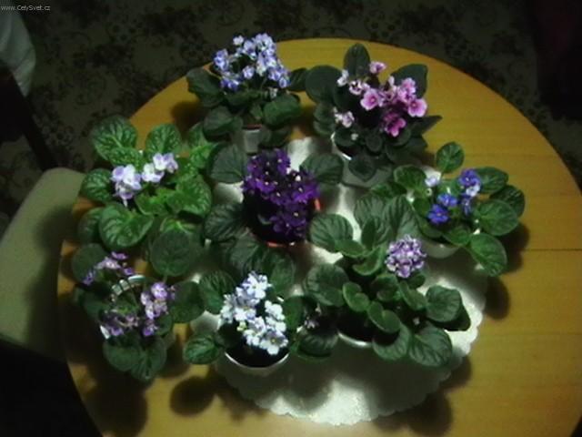 Foto: Africk� fialka-Pestitel: Slavo