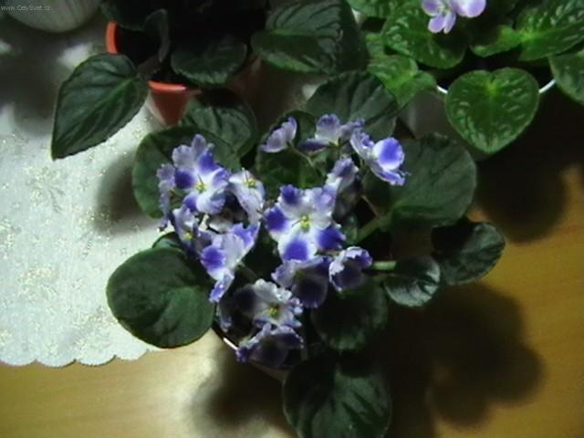 Foto: Africk� fialka-Pestitel: Slavo