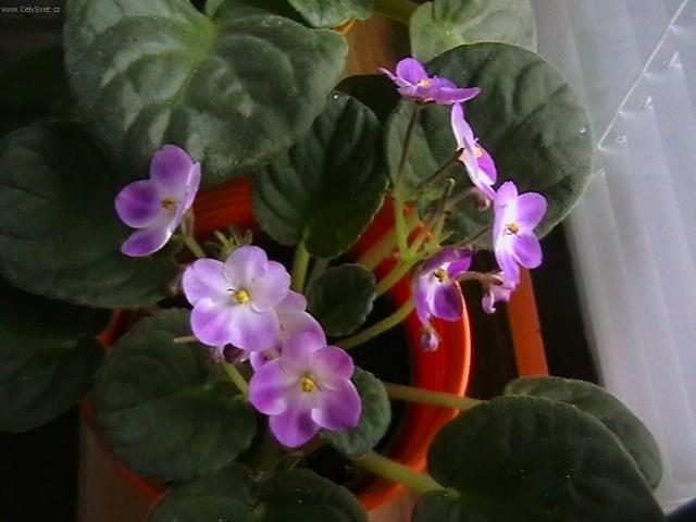 Foto: Africk� fialka-Pestitel: Slavo