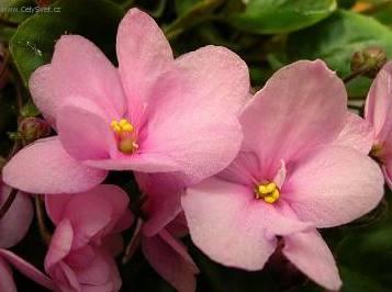 Fotky: Africk� fialka (foto, obrazky)