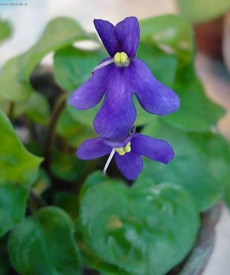 Foto: Africk� fialka