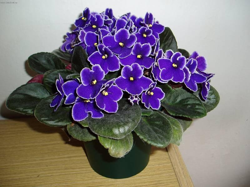 Fotky: Africk� fialka (foto, obrazky)