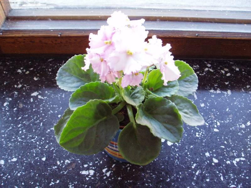 Foto: Africk� fialka-Pestitelka: Mayda