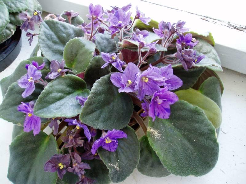 Foto: Africk� fialka-Saintpaulia ionantha 