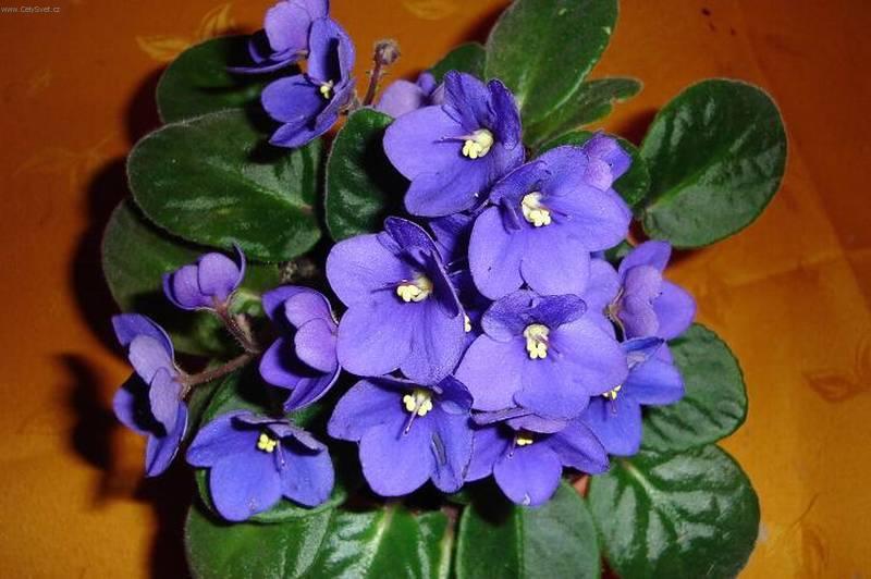 Foto: Africk� fialka-Pestitelka: Mirka