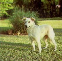 Foto: Atla�sk� vl��k