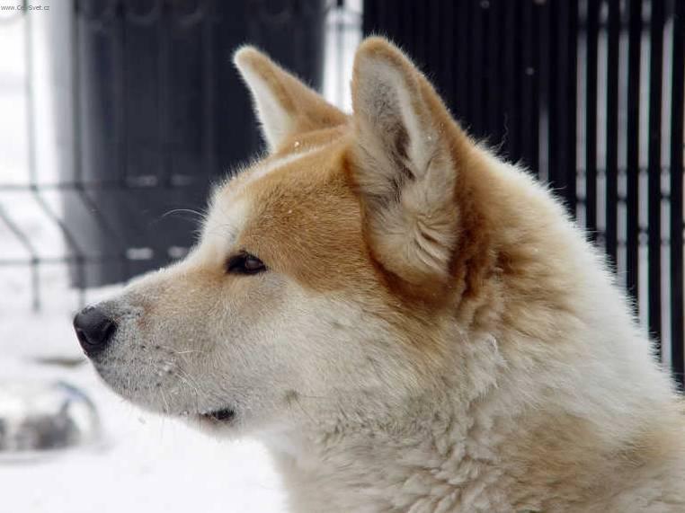 Foto: Akita-inu