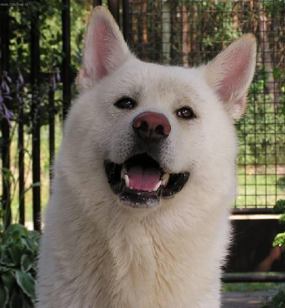 Foto: Akita-inu