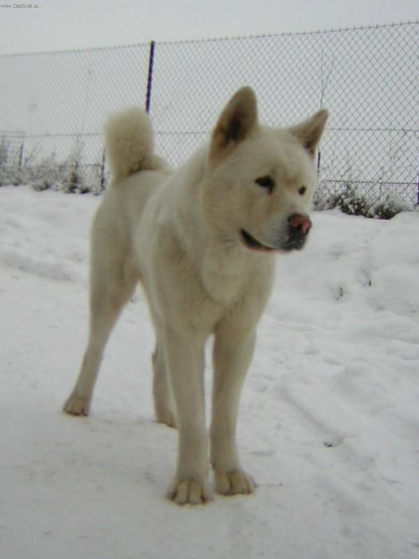 Foto: Akita-inu-Akim. Majitelka: Erika