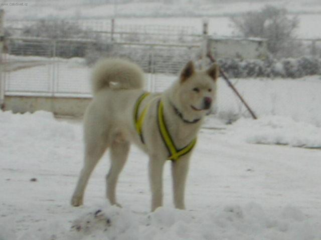 Foto: Akita-inu-Akim. Majitelka: Erika