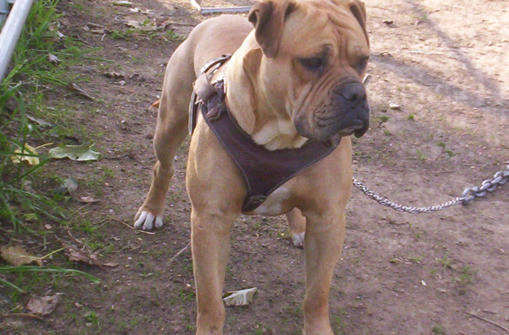 Fotky: Alapa�sk� �istokrevn� buldok (foto, obrazky)