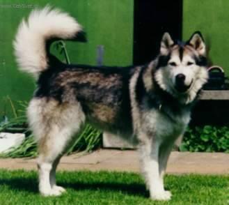 Fotky: Alja�sk� malamut (foto, obrazky)