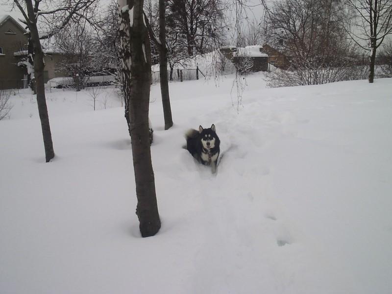 Fotky: Alja�sk� malamut (foto, obrazky)