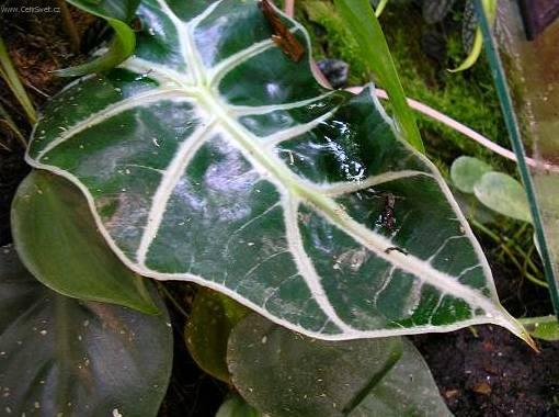 Fotky: Alok�zie (foto, obrazky)