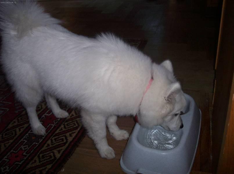 Fotky: Americk� eskym�ck� pes (foto, obrazky)