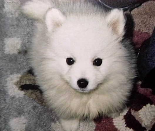 Fotky: Americk� eskym�ck� pes (foto, obrazky)
